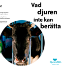 En bild på en ko-individ som tittar ut genom gallren vid en livsmedelsindustri
