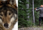Bildmontage varg och jägare
