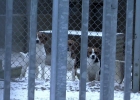 Foto: Djurrättsalliansen.Beaglehundar på AstraZenecas kennel utanför Örkelljunga i december 2012. Foto: Djurrättsalliansen. Beaglehundar på AstraZenecas kennel utanför Örkelljunga i december 2012. Foto: Djurrättsalliansen.