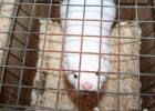 mink