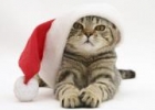 Katt