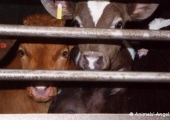Foto: Animals' Angels