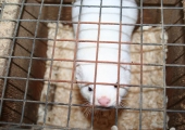 mink