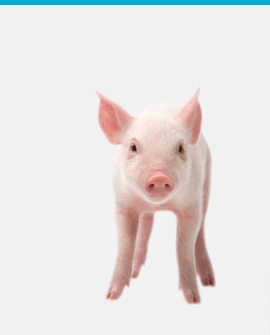 Ge en gåva här En liten griskulting kikar på dig