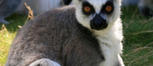Lemur fotograferad på Ölands djurpark 2012