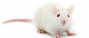 Merz-Pharma, stop testing Botox on animals