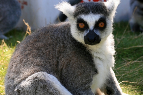Lemur fotograferad på Ölands djurpark 2012