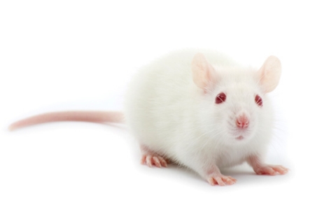 Merz-Pharma, stop testing Botox on animals