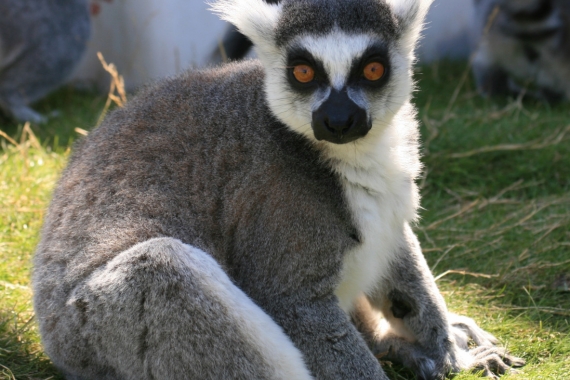 Lemur fotograferad på Ölands djurpark 2010.