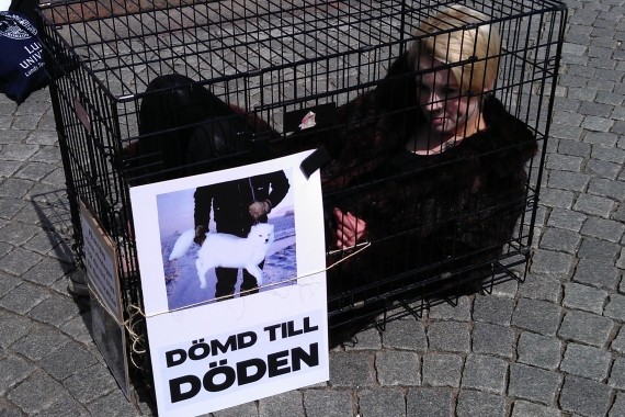 pälsdemo12