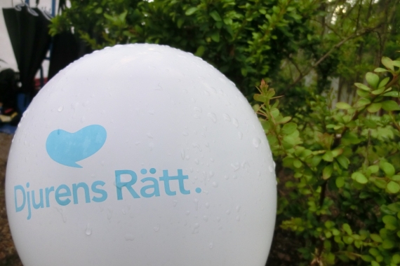 Utöver en kort regnskur var vädret på vår sida
