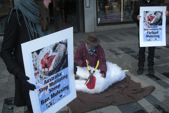 Djurens Rätt och PETA demonstrerar mot mulesing i mars 2008. Foto: Ulrika Tamm Djurens Rätt och PETA demonstrerar mot mulesing i mars 2008. Foto: Ulrika Tamm
