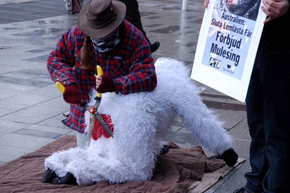 Djurens Rätt och PETA demonstrerar mot mulesing i mars 2008. Foto: Ulrika Tamm Djurens Rätt och PETA demonstrerar mot mulesing i mars 2008. Foto: Ulrika Tamm