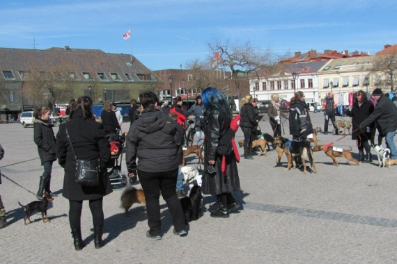 Manifestation för katthemmen i Halmstad den 5 April 2013.