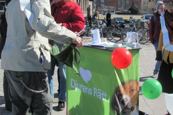 Manifestation för katthemmen i Halmstad den 5 April 2013.