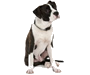 Hund