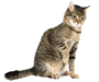 Katt