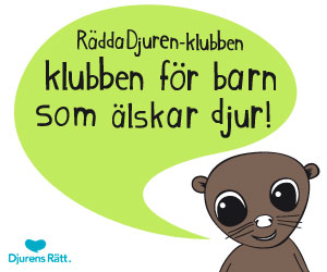Rädda Djuren klubben - klubben för barn som älskar djur!