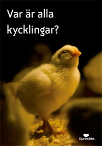 Vad är alla kycklingaR?