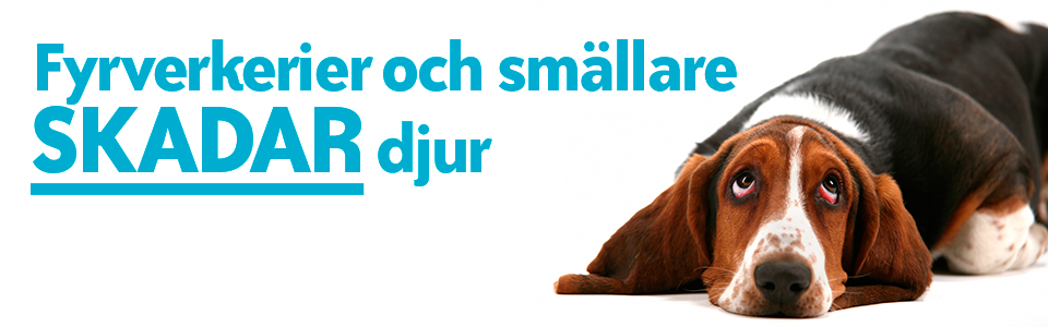 Under nyårshelgen kommer många hundar och andra djur att fara enormt illa av fyrverkerier och smällare.