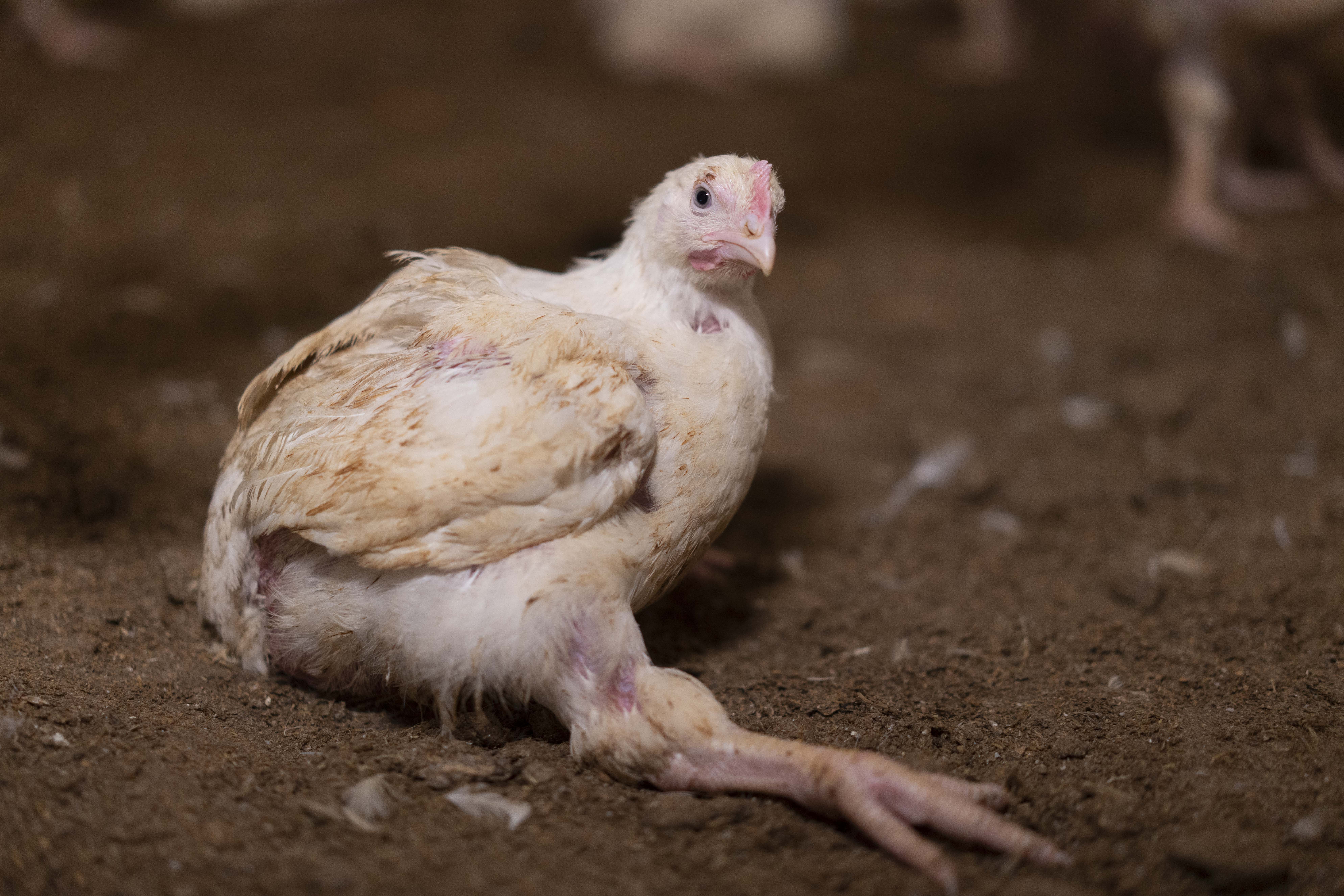 Turbokyckling från den polisanmälda kycklingfabriken