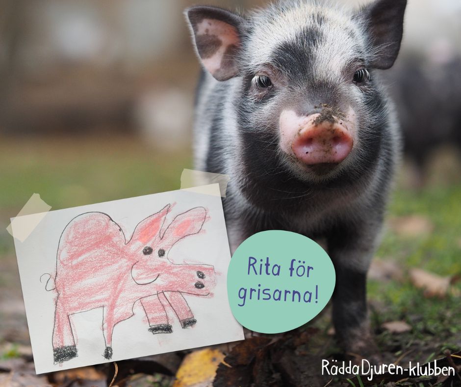 Rita för grisarna