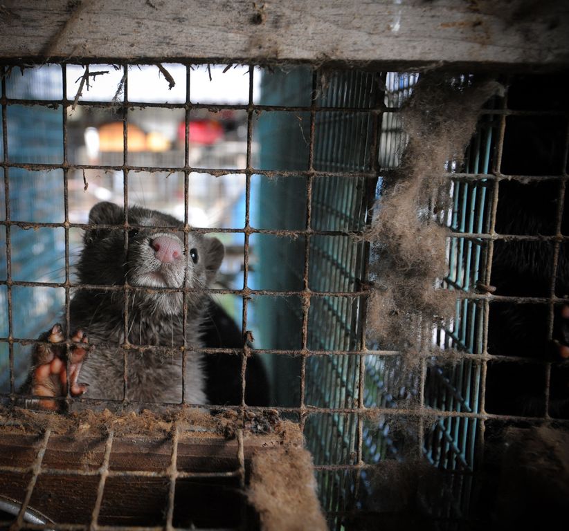 Mink i en smutsig bur på en pälsdjursfarm
