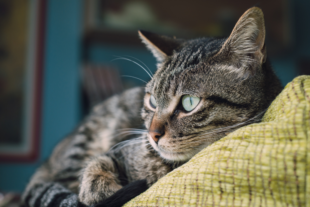 Böter för att lämna katt ensam