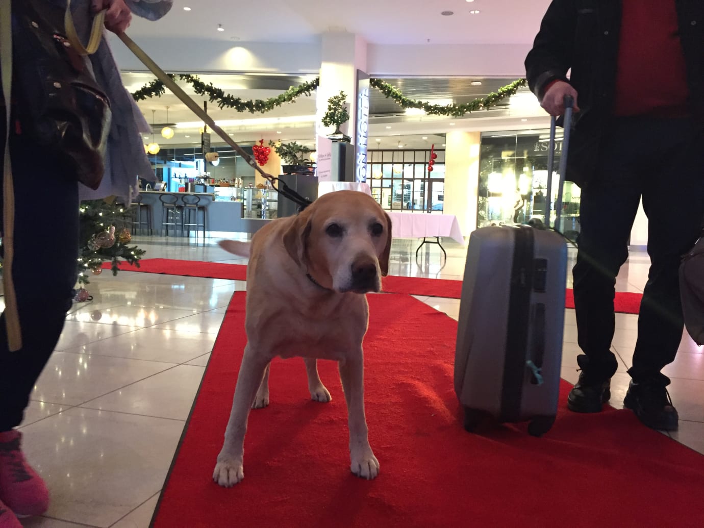 hjort indhente Forekomme Clarion Hotel Arlanda Airport slår rekord med 370 hundar på nyårsafton |  Djurens Rätt