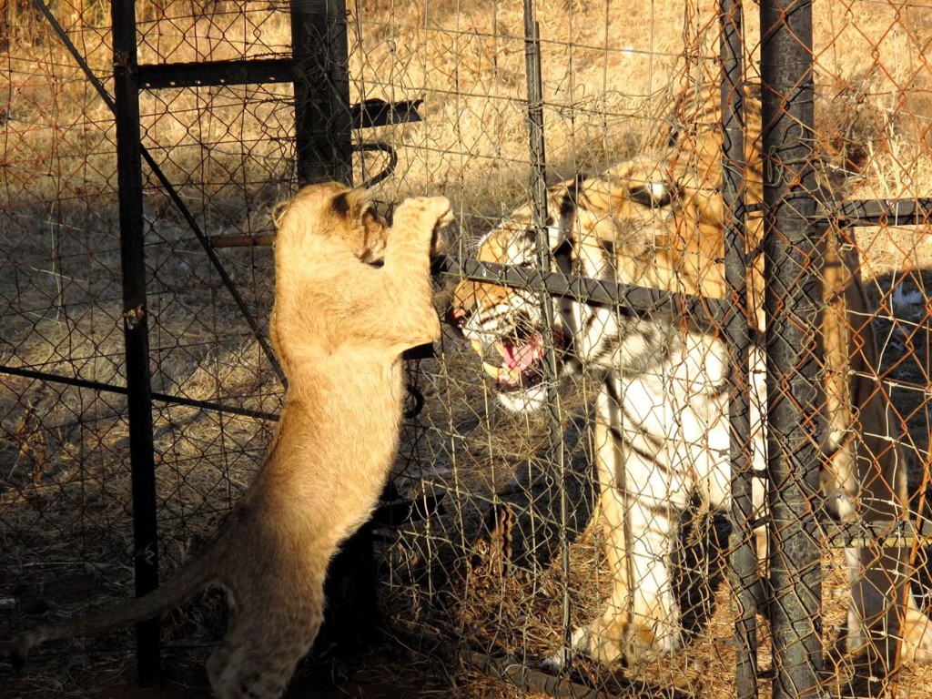 Dokumentären Blood Lions visas i riksdagen