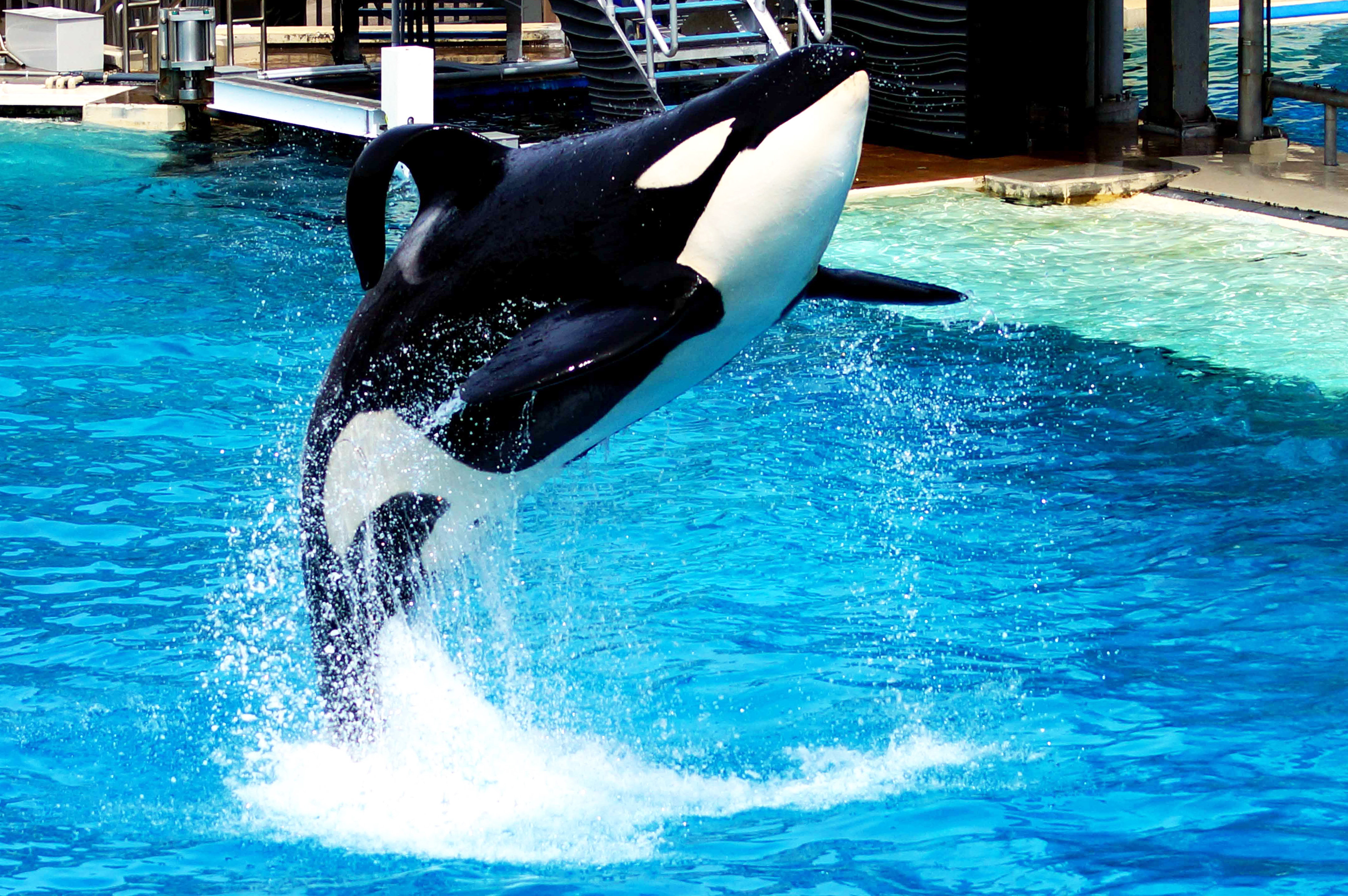 SeaWorld slutar föda upp späckhuggare