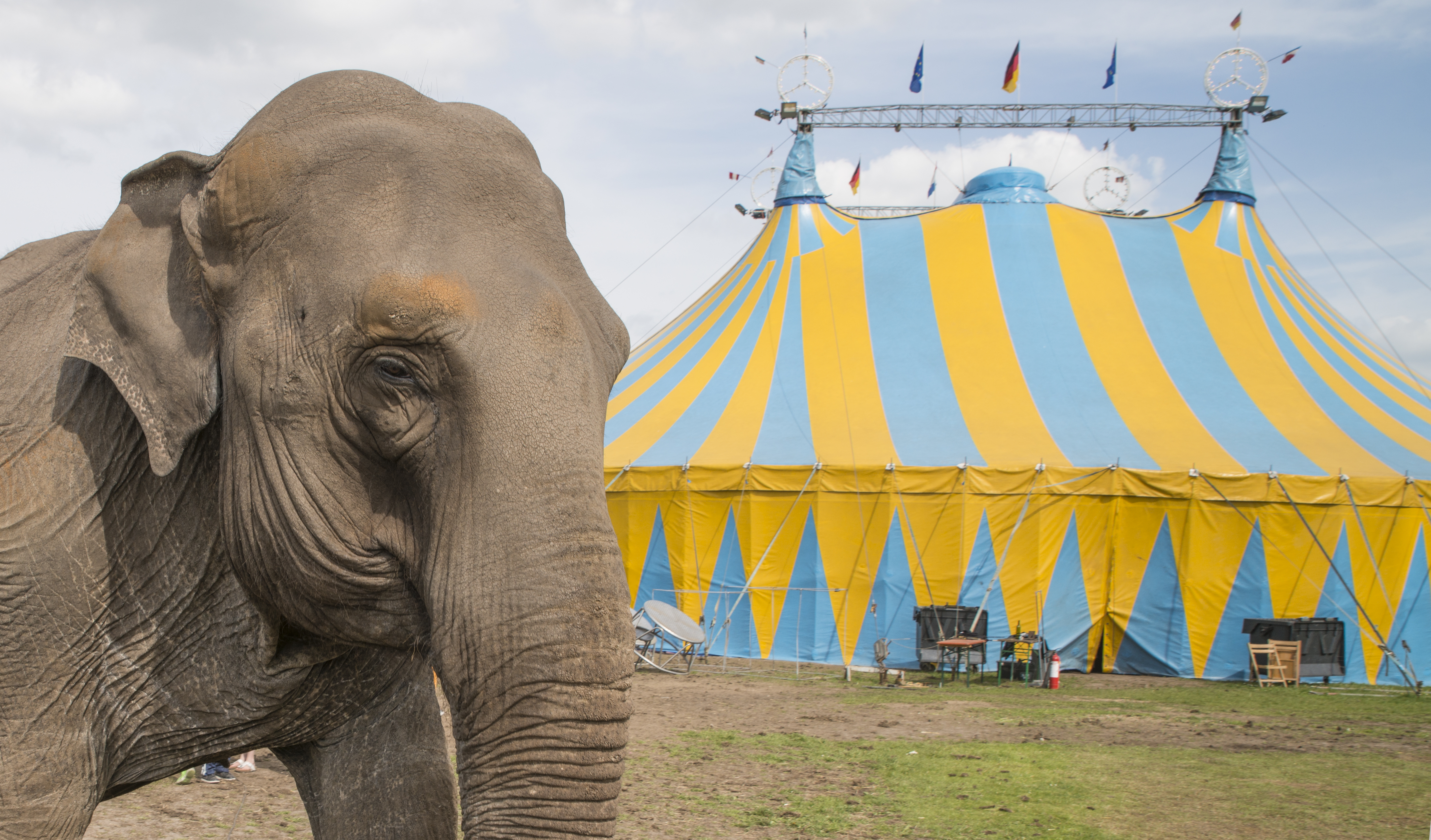 Fortsatt starkt stöd för ett förbud mot vilda djur på cirkus