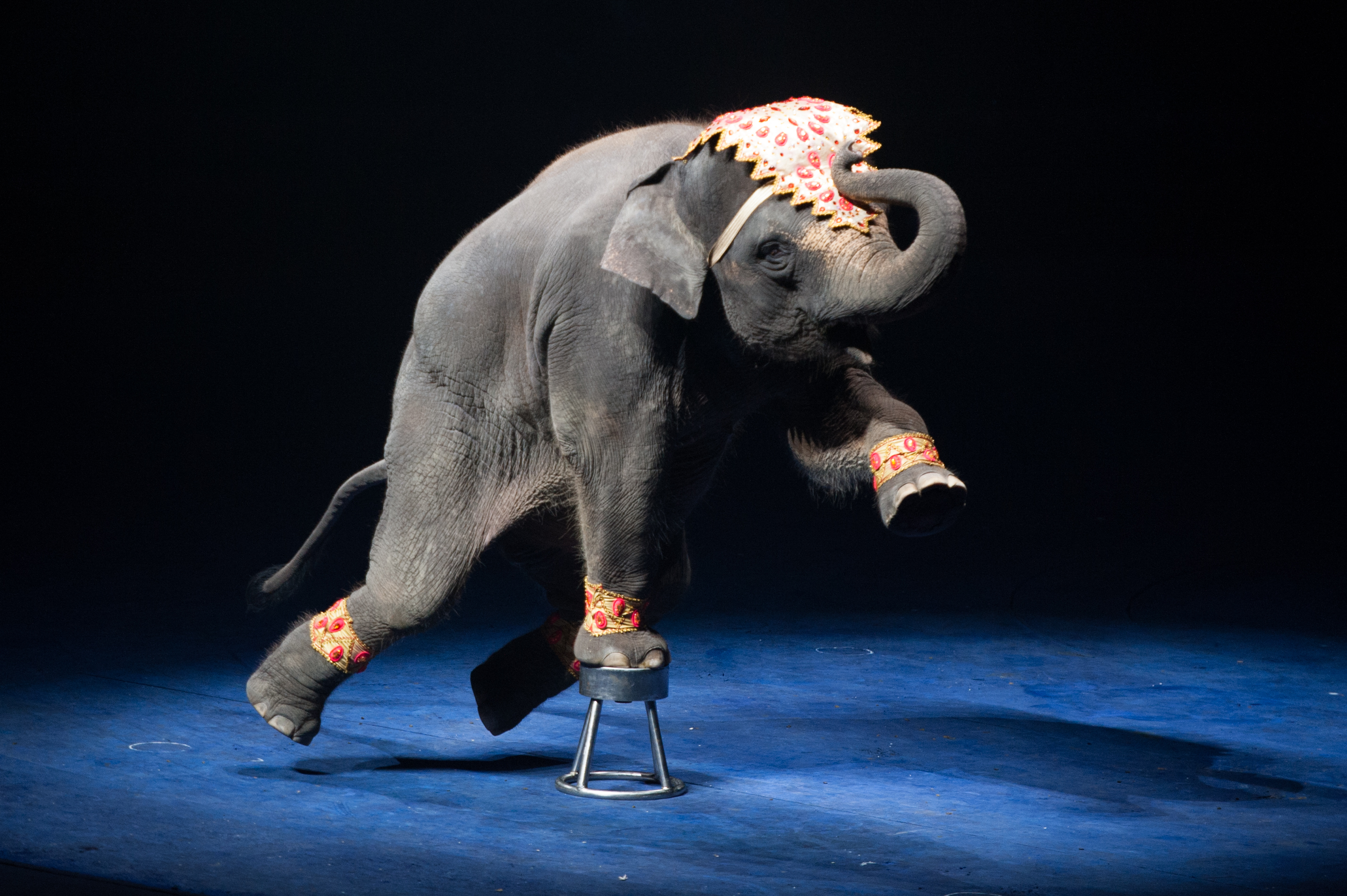 Italien förbjuder djur på cirkus