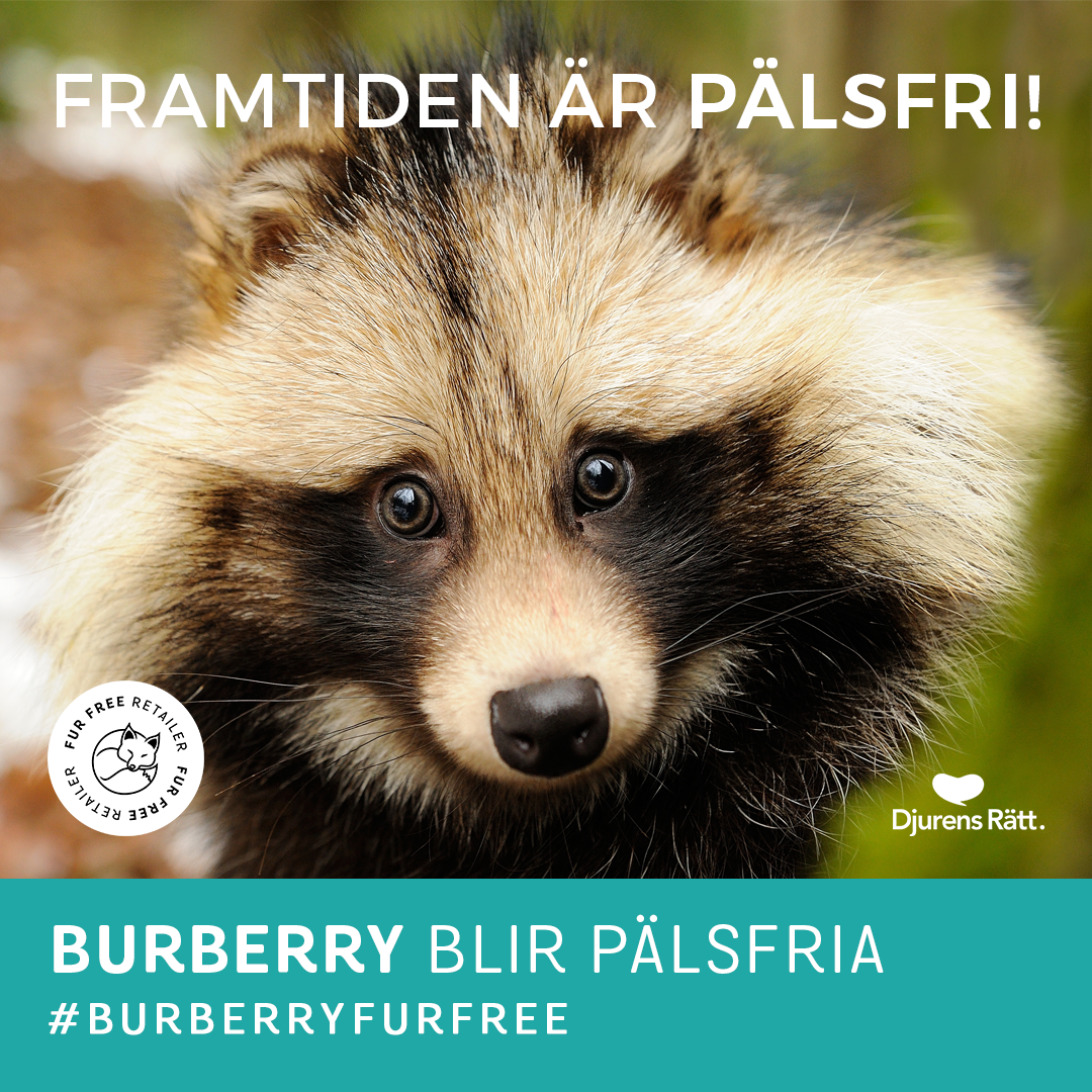 Burberry blir pälsfria