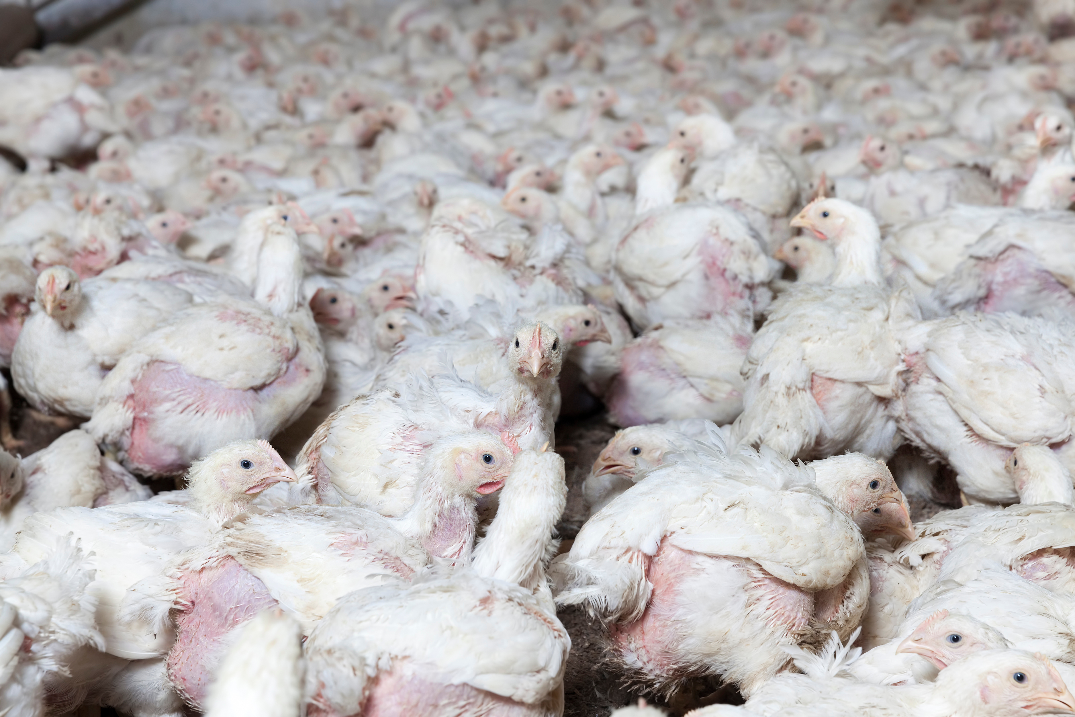 Broiler chickens at a poultry farm